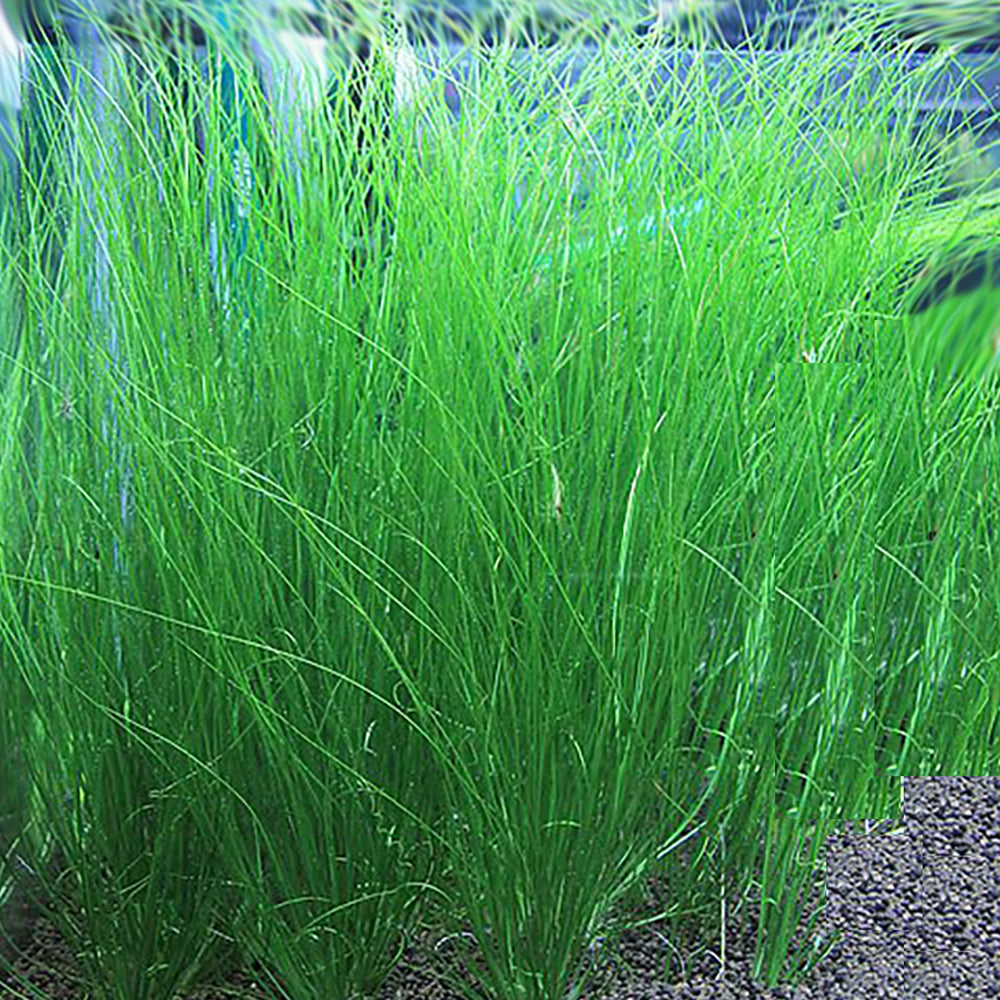 Eriocaulon breviscapum Feather Duster
