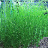 Eriocaulon breviscapum Feather Duster