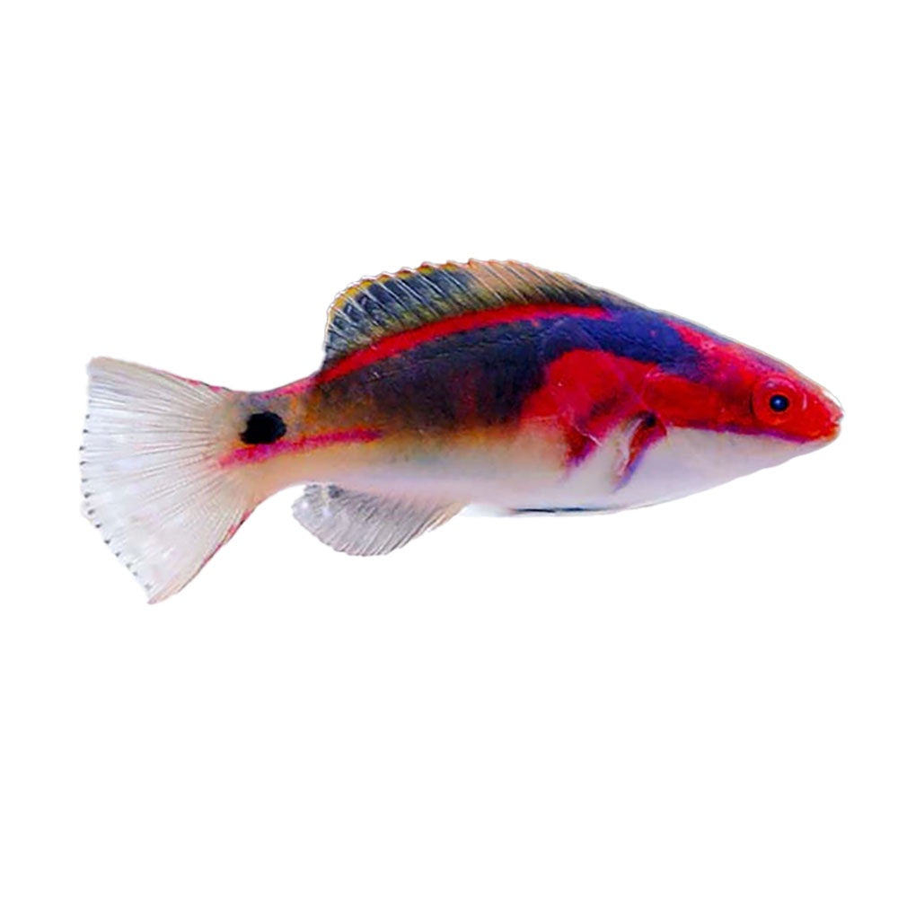Exquisite Fairy Wrasse (Cirrhilabrus Exquisitus) - Available 4 June