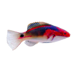 Exquisite Fairy Wrasse (Cirrhilabrus Exquisitus)