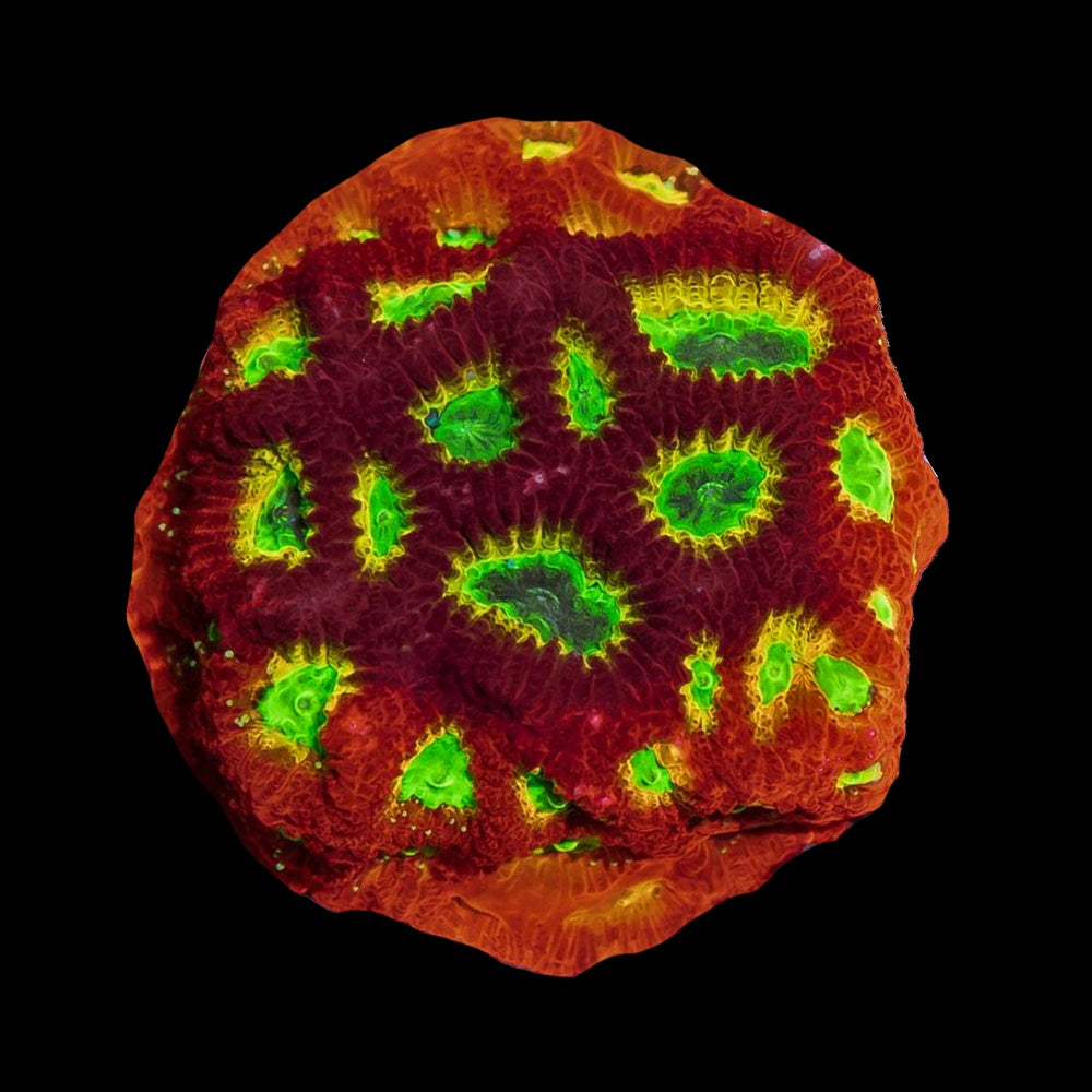 Favia Lemon Lime