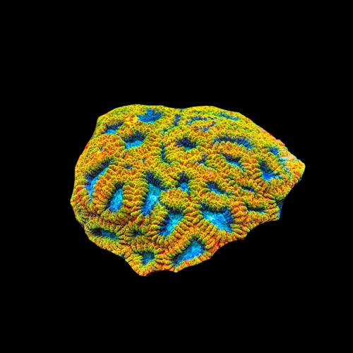 Favia Yellow Sub Marine