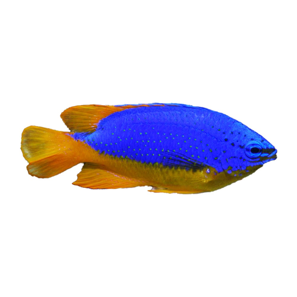 Fiji Blue Devil Damselfish (Chrysiptera taupou)