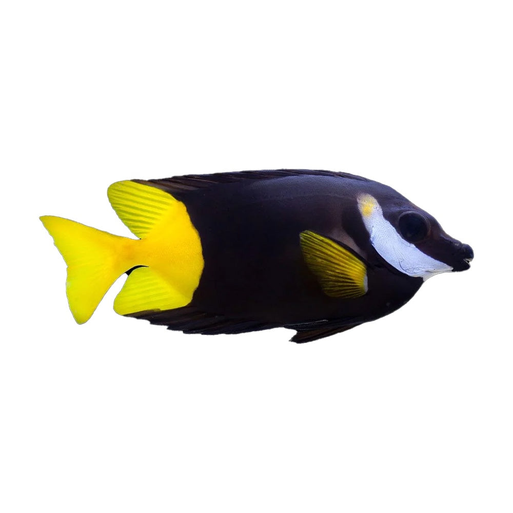 Fiji Foxface (Siganus Uspi)