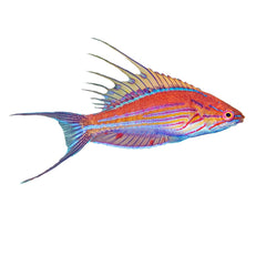 Filamented Fairy Wrasse (Cirrhilabrus Filamentosus)