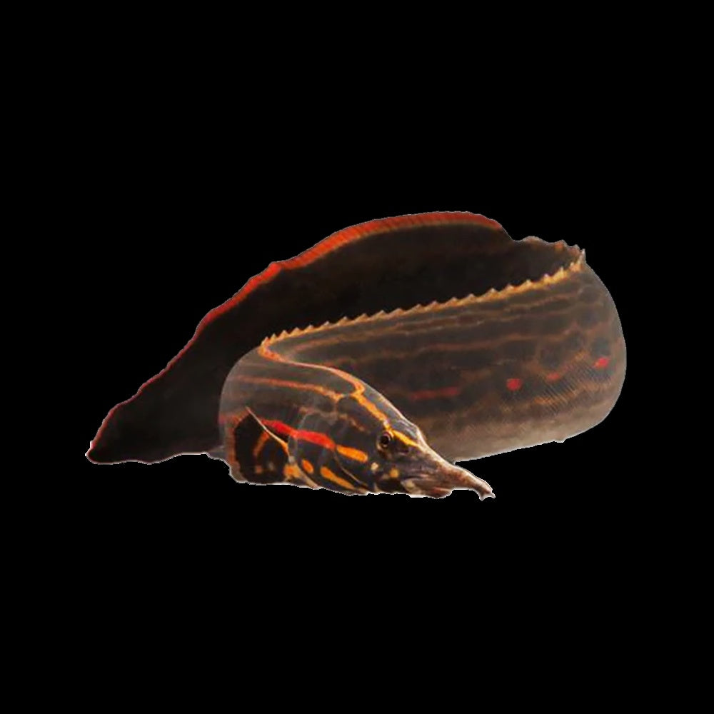 Eel Fire (Mastacembelus Erythrotaenia)