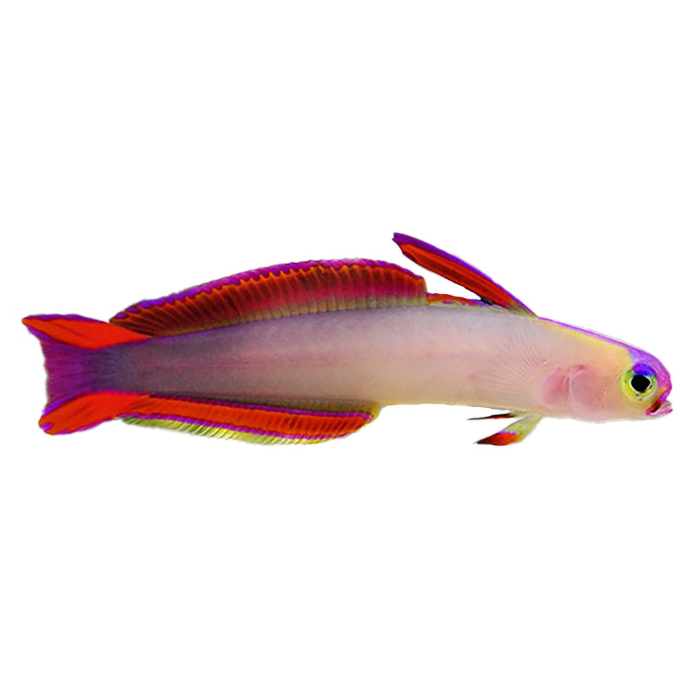 Firefish Decora Goby (Nemateleotris Decora)