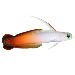 Firefish Goby (Nemateleotris Magnifica)