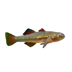 Gudgeon Firetail (Hypseleotris Galii)