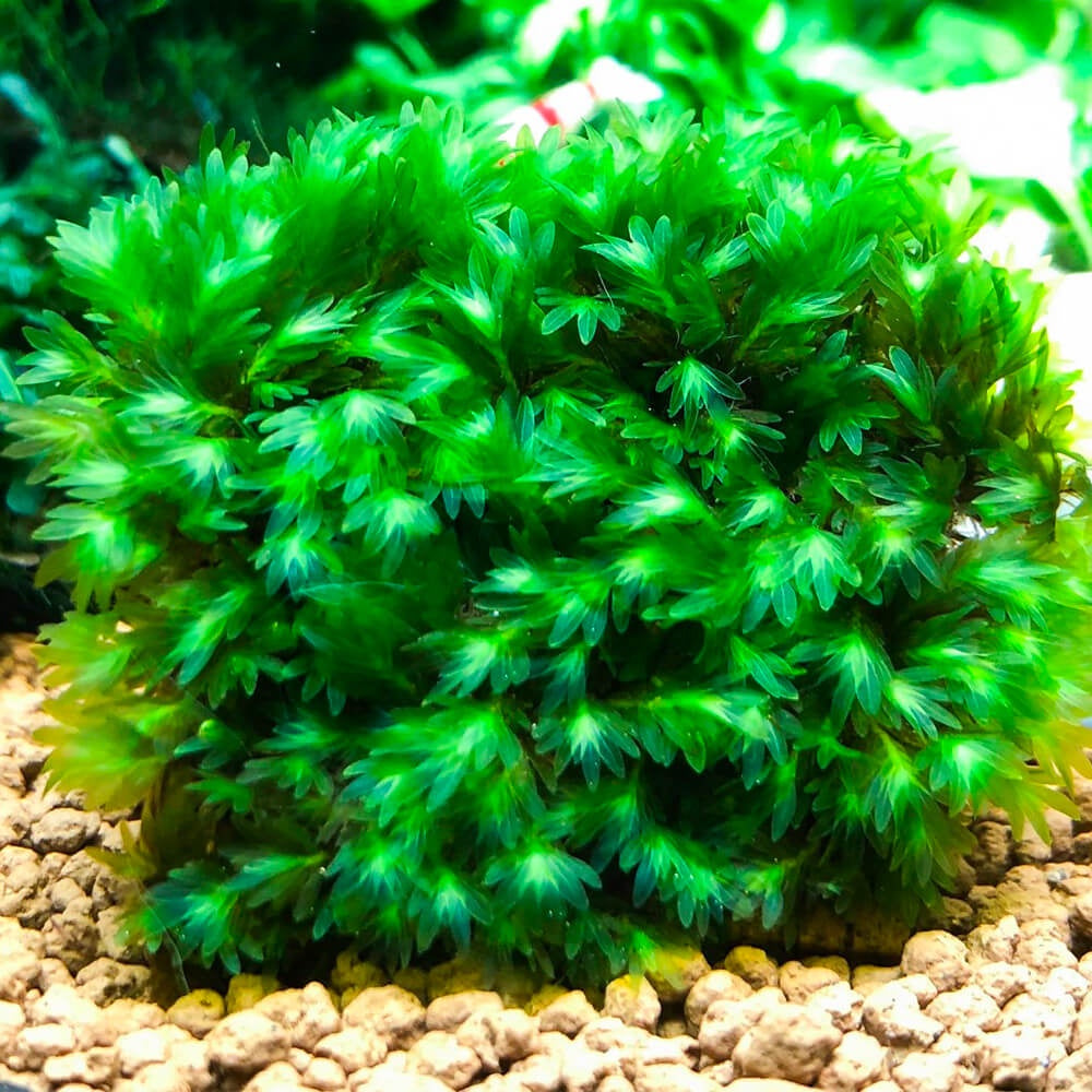 Fissidens Miroshaki Moss 2.5x4.5cm