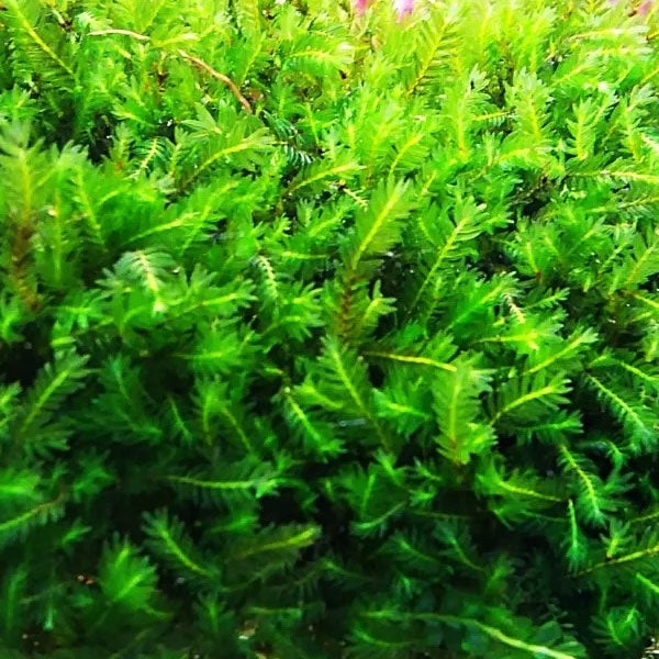 Fissidens Nobilis - Fissidens Sp. Nobilis