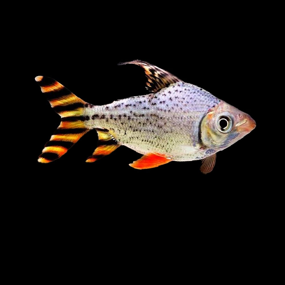 Flagtail Prochilodus (Semaprochilodus Insignis)