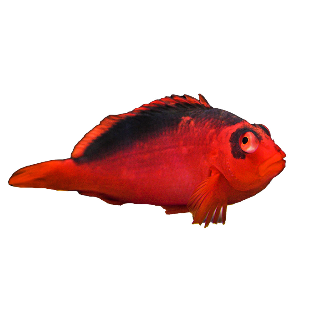 Hawkfish Flame (Neocirrhites Armatus)
