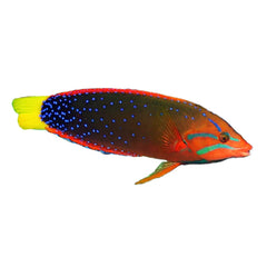 Flame Wrasse (Cirrhilabrus Jordani)