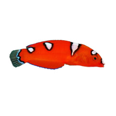 Flame Wrasse Juvenile (Cirrhilabrus Jordani)