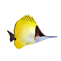 Longnose Butterfly (Forcipiger Flavissimus)