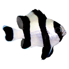 Four Stripe Damselfish (Dascyllus melanurus)