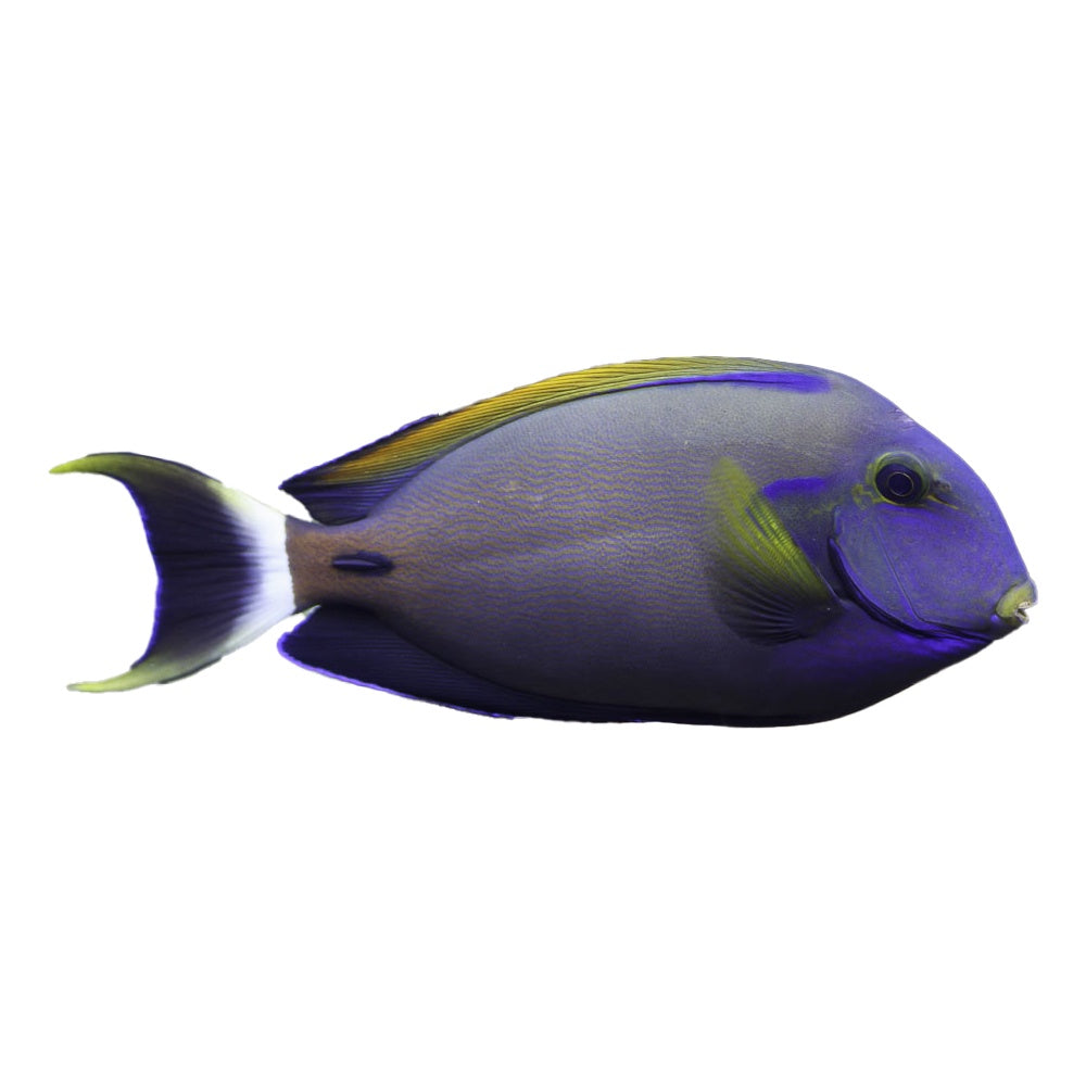 Fowleri Tang (Acanthurus Fowleri)