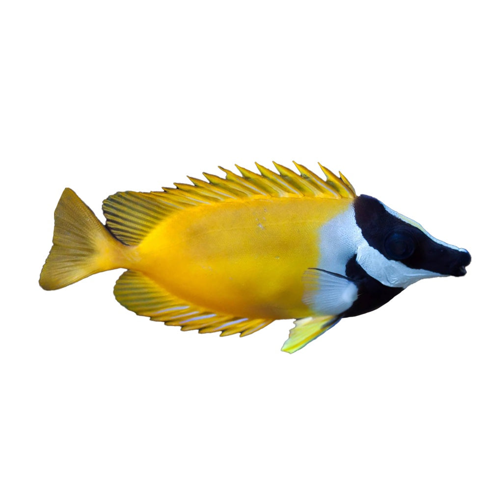 Foxface (Siganus Vulpinus) - Available 4 June