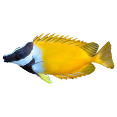 Foxface Rabbitfish Siganus Vulpinus