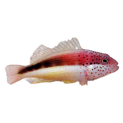 Freckled Hawkfish (Paracirrhites Forsteri)