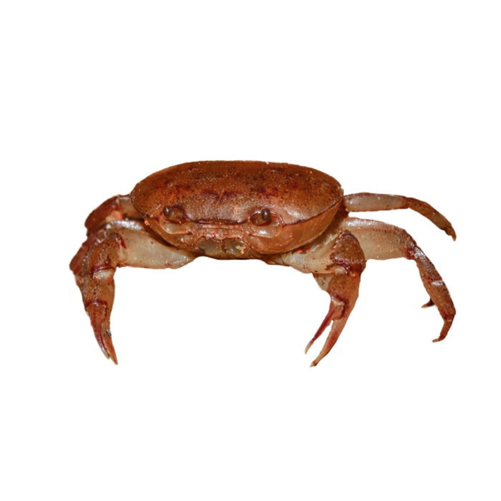 Freshwater Crab Austrothelphusa Transversa