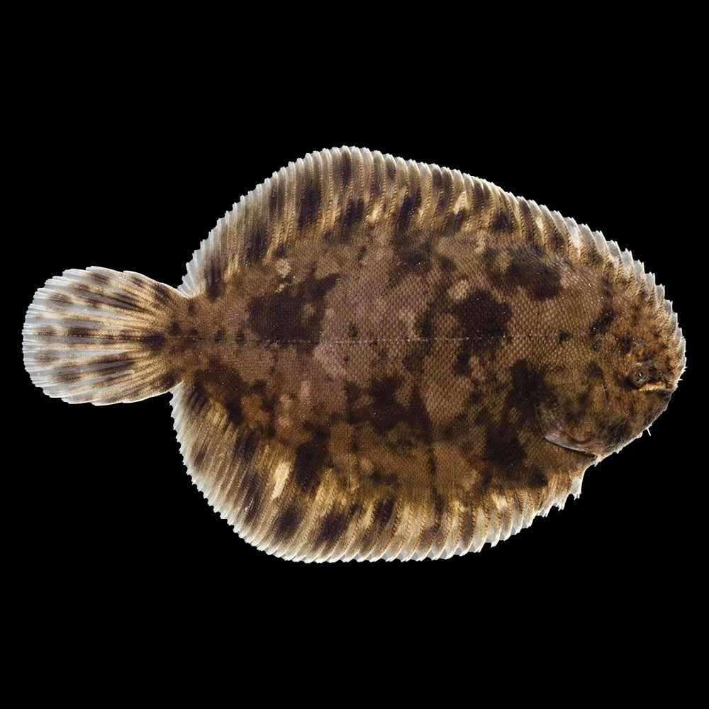 Freshwater Flounder (Trinectes Maculatus)