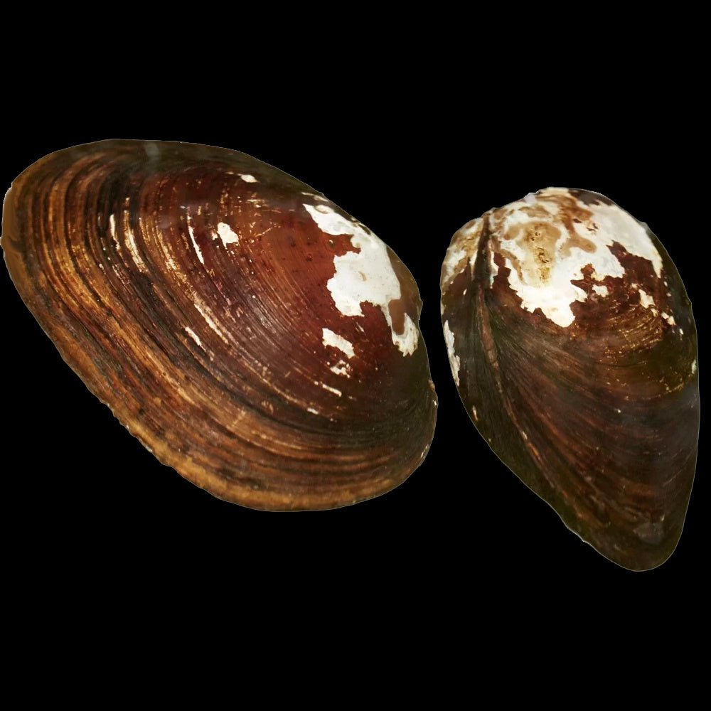 Mussel Freshwater (Margaritifera Sp.)