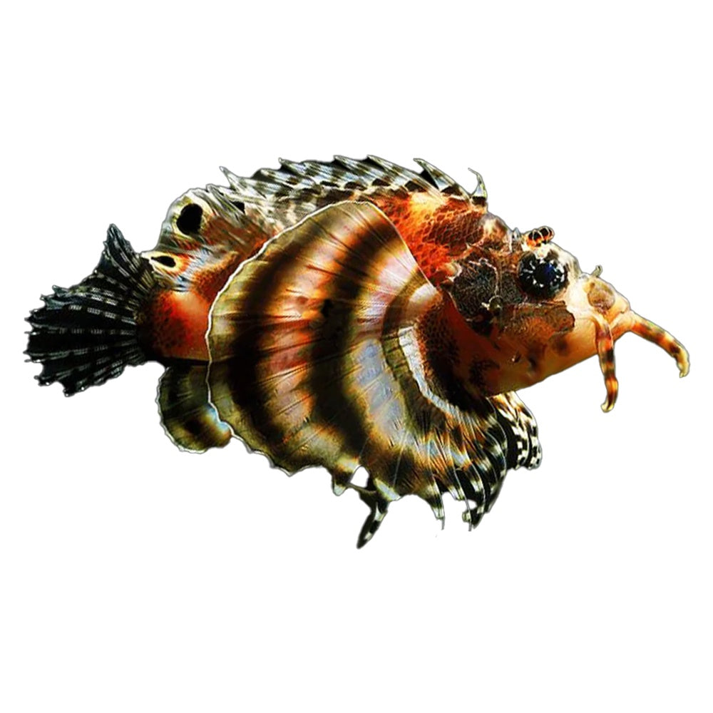 Lionfish Fumanchu (Dendrochirus Biocellatus)