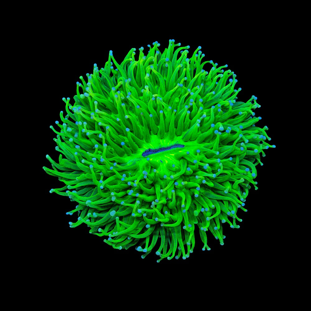Long Tentacle Fungia Toxic Green