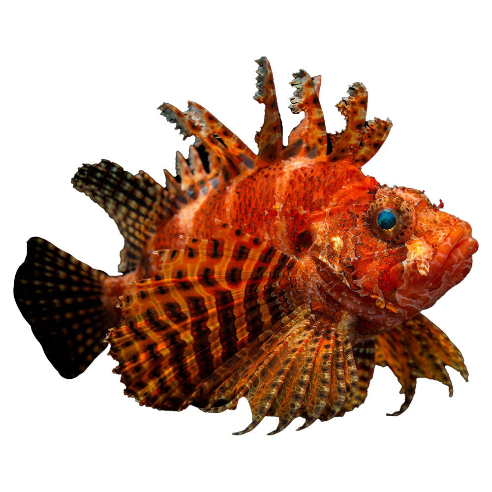 Lionfish Fuzzy Dwarf (Dendrochirus Brachypterus)