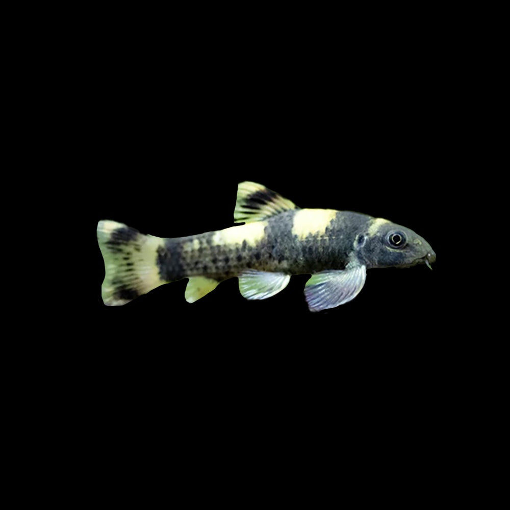 Panda Garra