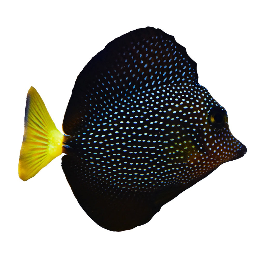 Gem Tang (Zebrasoma Gemmatum)