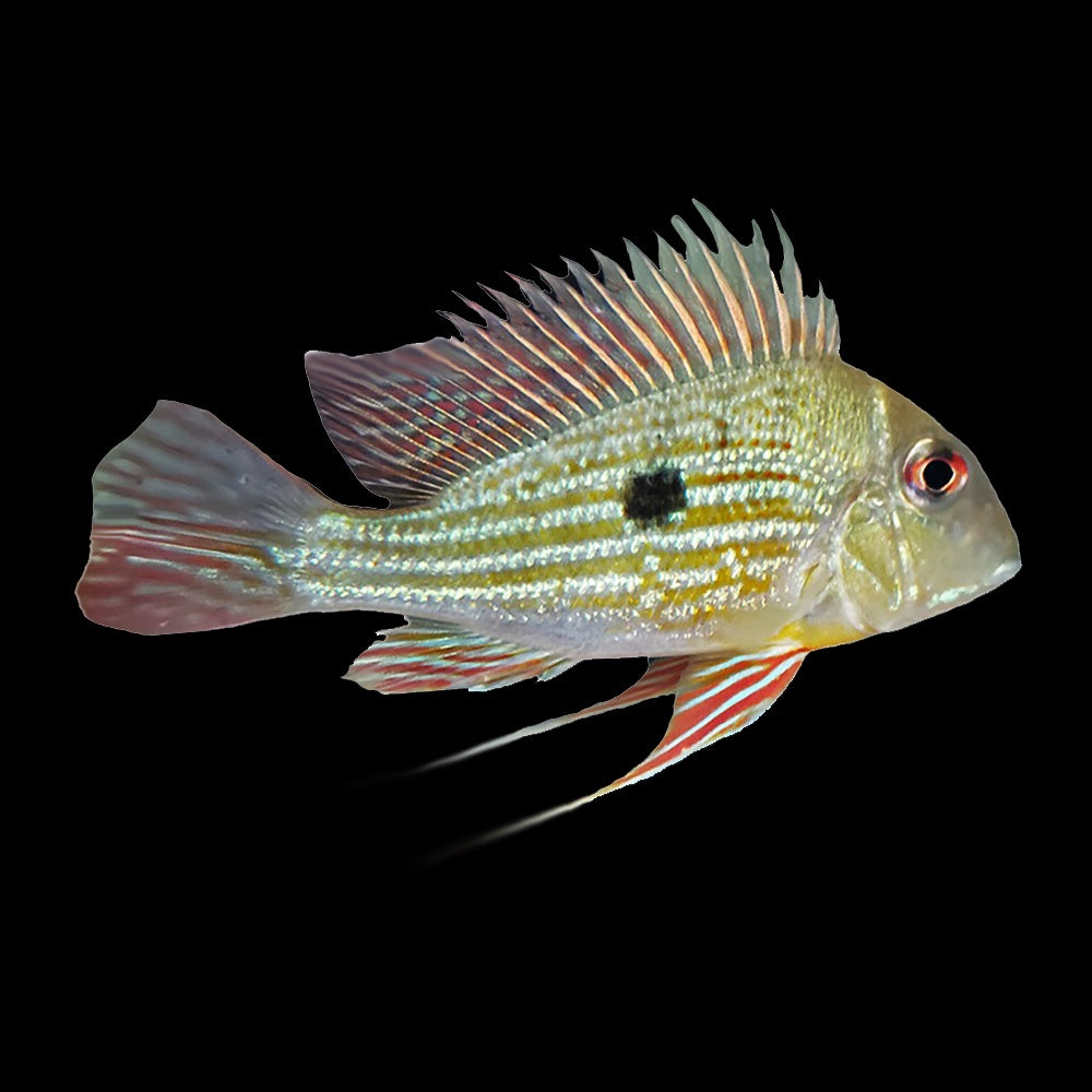 Cichlid Eartheater Rio Branco (Geophagus Altifrons)
