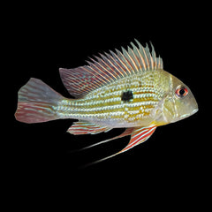 Rio Branco Eartheater (Geophagus Altifrons)