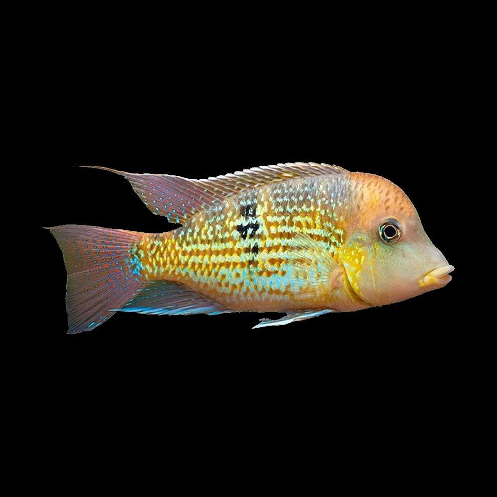 Cichlid Eartheater Gold Dust (Geophagus Alto Sinu)