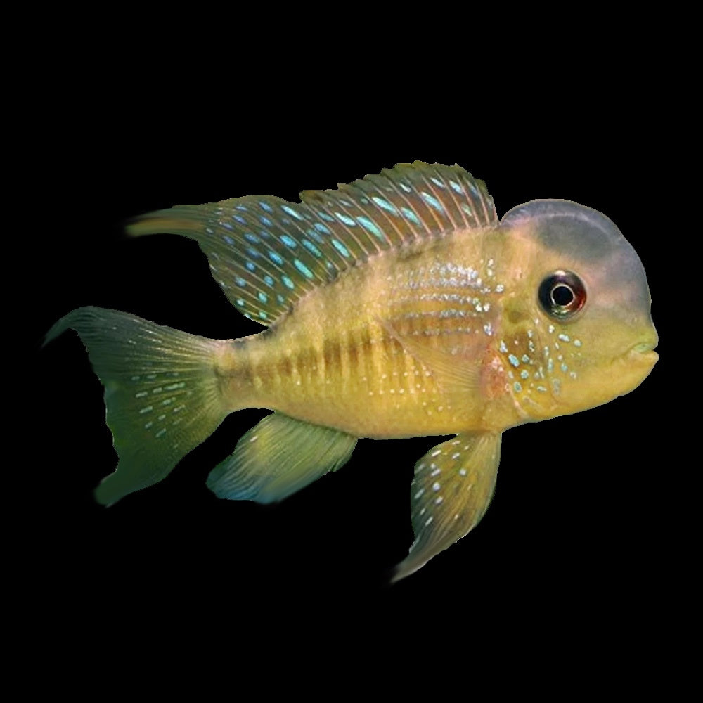 Cichlid Eartheater Paraguay (Geophagus Balzani)