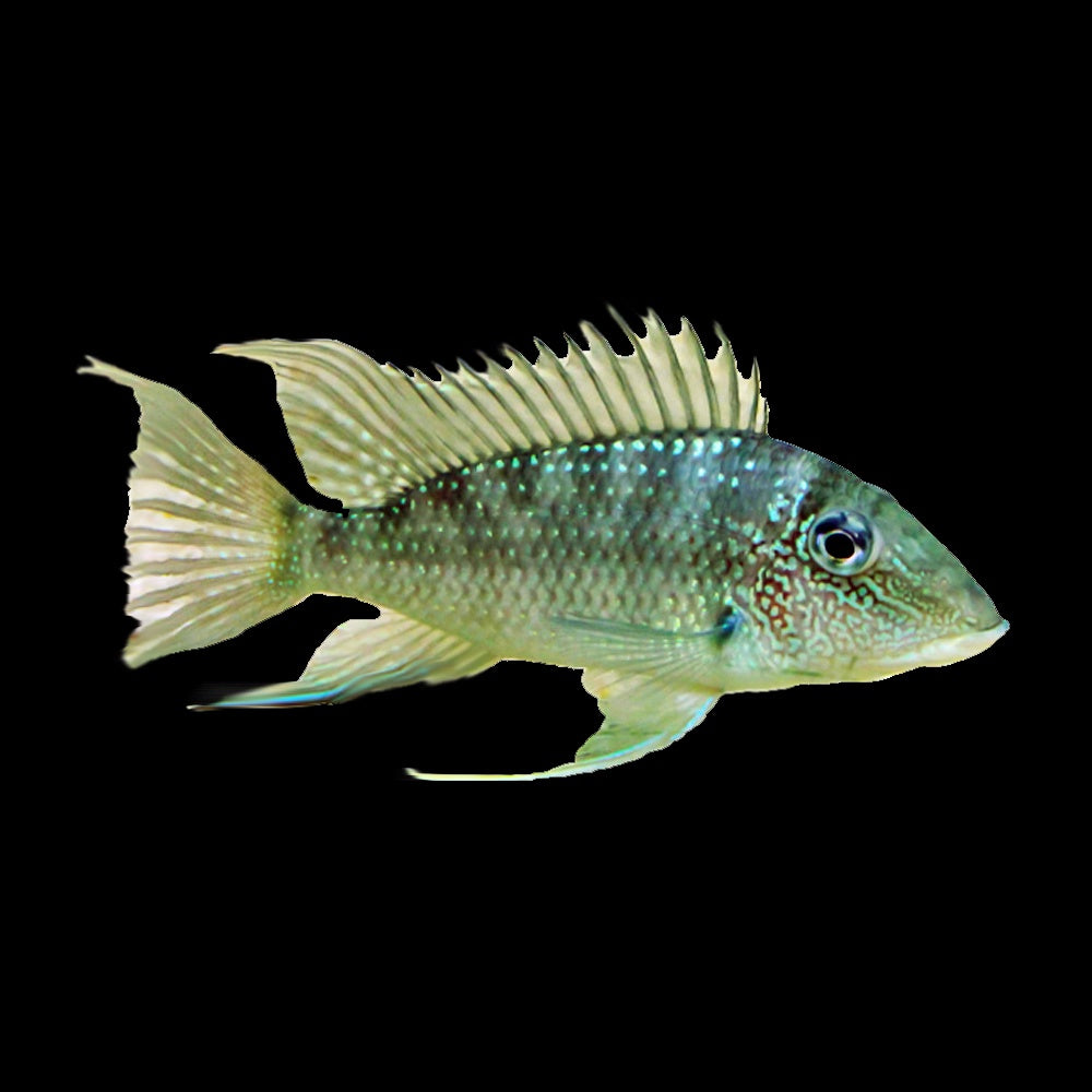 Cichlid Eartheater Demon (Satanoperca Jurupari)