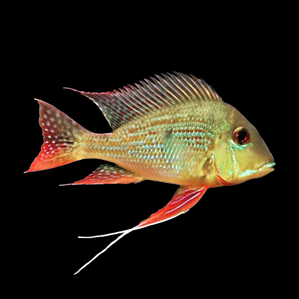 Red Horseface Eartheater - (Geophagus Surinamensis)