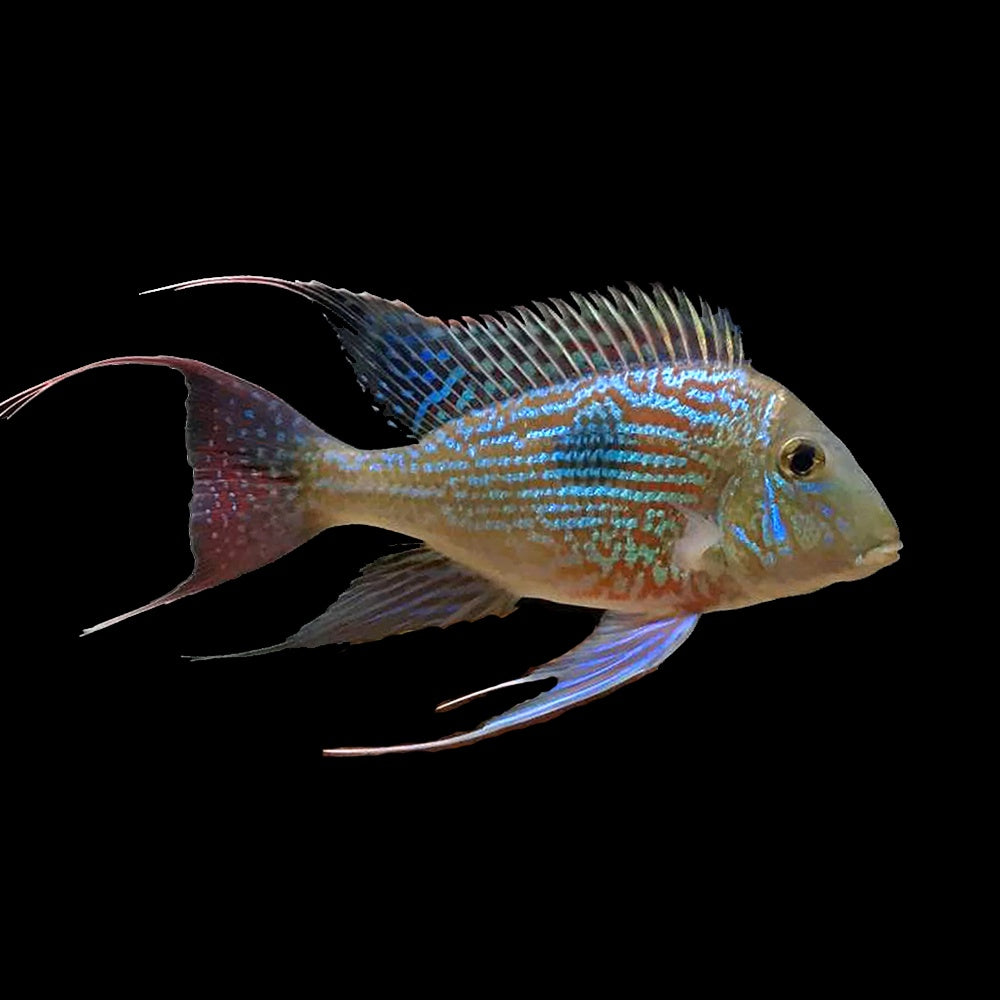 Cichlid Eartheater Sven's (Geophagus Sveni)