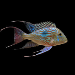 Sven's Eartheater (Geophagus Sveni)