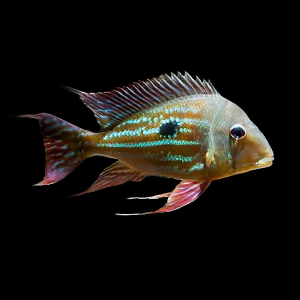 Cichlid Eartheater Winemilleri (Geophagus Winemilleri)
