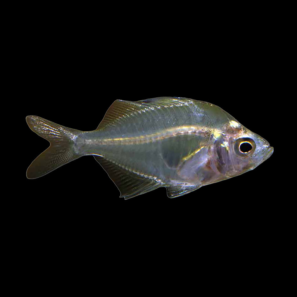 Glass Fish (Parambassis Ranga) – Aquaristic Online