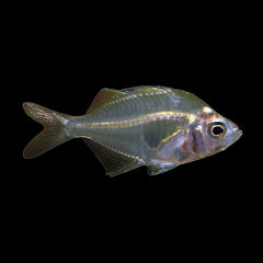 Glass Fish (Parambassis Ranga)