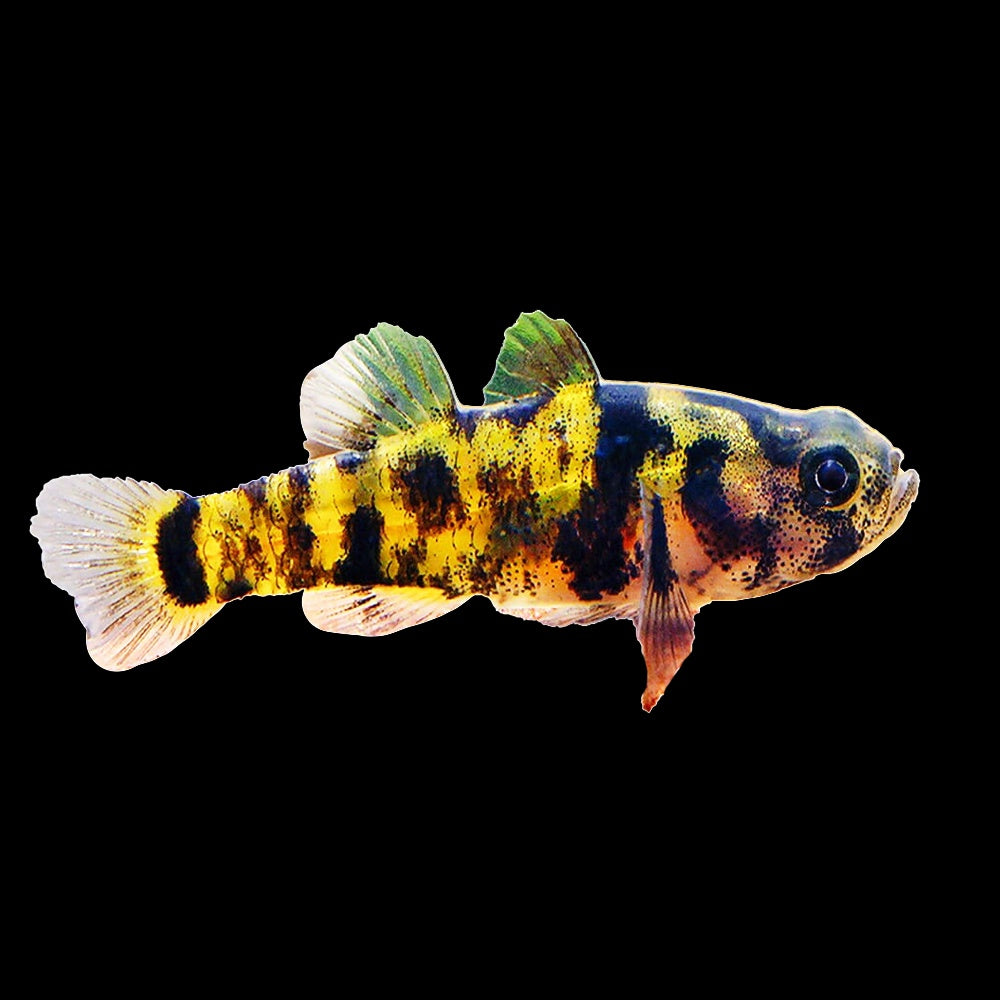 Goby Bumblebee Burmese Spotted (Brachygobius Xanthozonus)