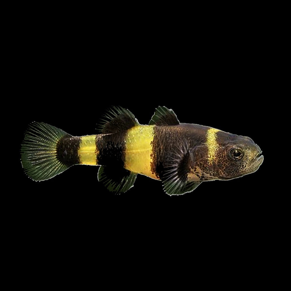 Goby Bumblebee (Brachygobius Ocelot)