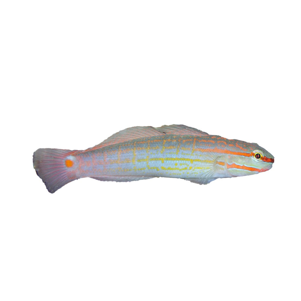 Orange Striped Goby
