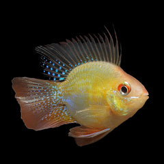 Gold Balloon Ram (Mikrogeophagus Ramirezi)