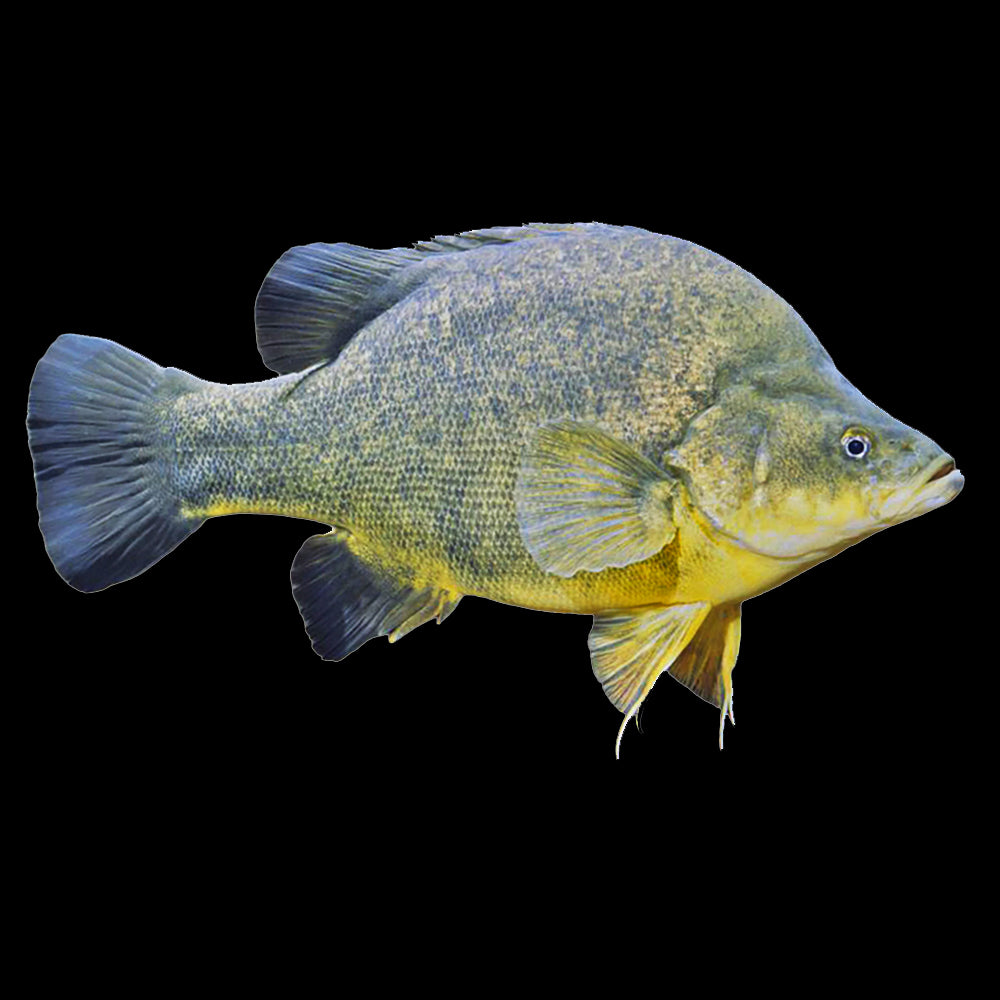 Perch Golden (Macquaria Ambigua)