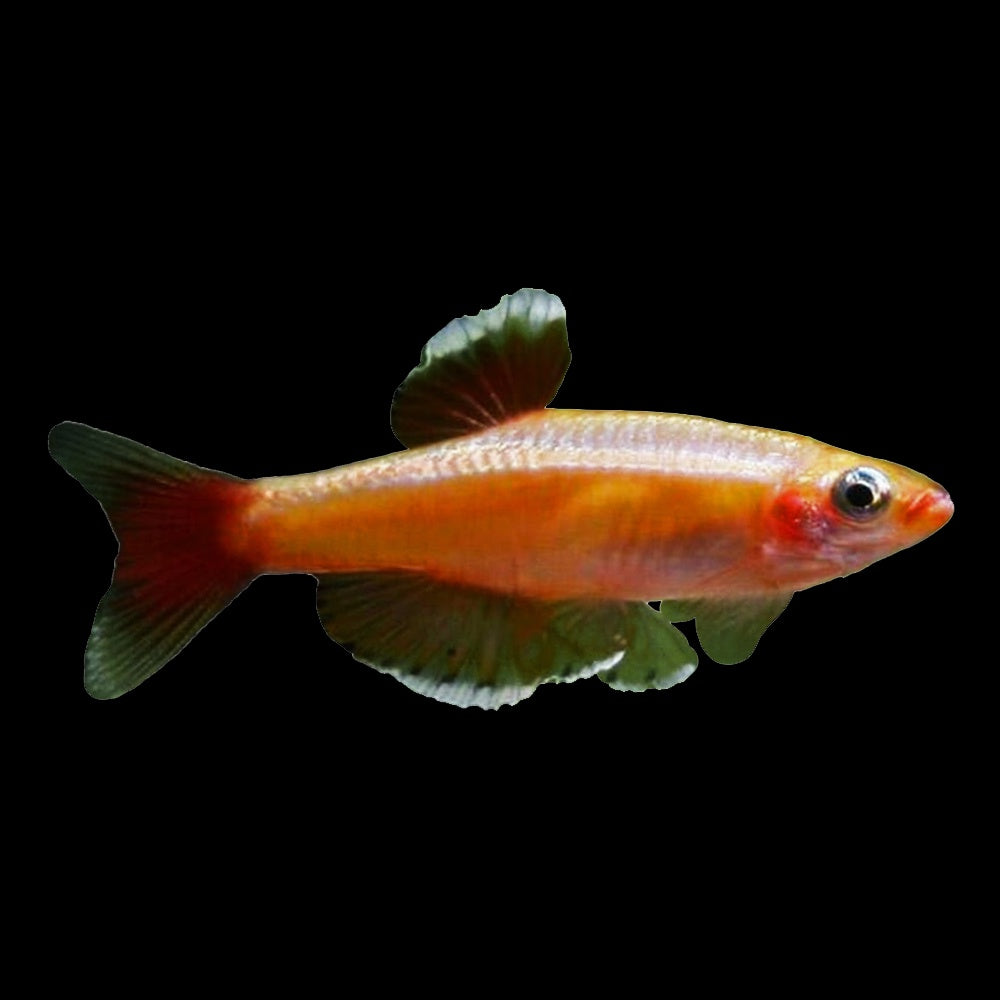 Gold White Cloud Mountain Minnow (Tanichthys Albonubes)